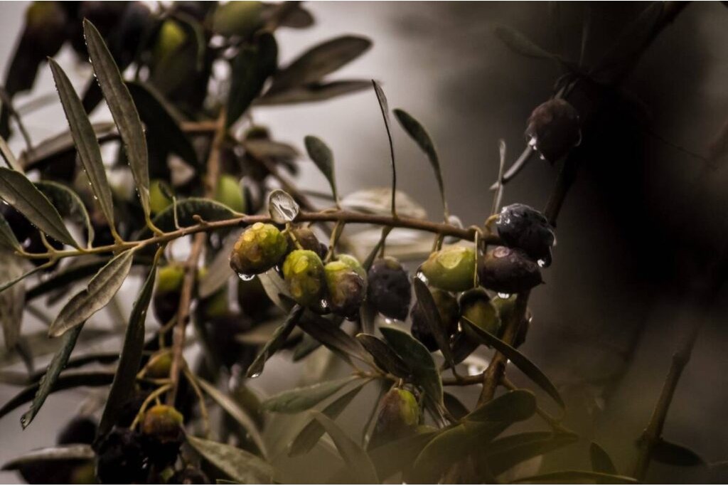 Kaliteli zeytin nasıl anlaşılır.? Kaliteli zeytin nasıl anlaşılır.?